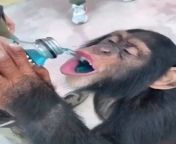 Thirsty pissy monkey Wukong enjoying a hot blue shower from Daddy Ryzes thick scroll ?? from cum hot in shower mp4