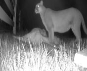Mountain Lion got one of my goats. She couldnt drag it away because a hoof was caught in the fence somehow. from the mountain lion 1979