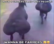 farm from sex end farm