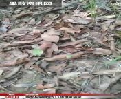 Skirmish between MNDAA and Myanmar military recorded by a MNDAA soldier. MNDAA is one of the EAO opposing Myanmar military. from desi bhabi outdoor bath recorded by debar mp4 download file