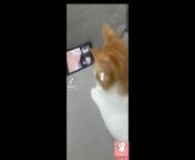 Baby Cats - Cute and Funny Cat Videos Compilation #1 &#124; KITTY &#124; Hidden recordings from samanta ruth prabhu brau shakeela sex v videos page 1 xvideos com xvideos indian