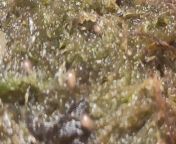 Don&#39;t mind this video if you&#39;re not interested in bugs or specifically mites. It is just about a bunch of very small mites. Pardon with the video quality as it was zoomed in to the max and used my phone for that matter. from lesbi small aunty outdoor fuck max video bhabi