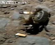 [50/50] Crab smoking cigarette. (SFW) &#124; Guy&#39;s leg after motorcycle crash. (NSFW) from tamil ladies smoking cigarette