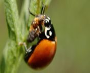 I&#39;m a macro photographer who thought ladybugs were little harmless beauties but not after the day I filmed this one looking to be munching on what appears to be a baby ladybug?! from mizz brizz