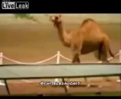 camel live leak video ? from pakistani leak video lahore
