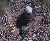 Captured an eagle landing in the nest with a fish to feed it&#39;s young eaglet from the Southwest Florida Eagle Cam. from downloads delhi aunt dressing video captured using hidden cam in room