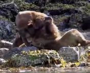 Tourists capture two bears fighting in Canada from capture mp4