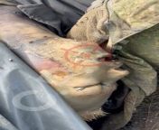 UA pov: A graphic video of bodies of Russian soldiers laid out on stretchers at a collection point. A cat is eating one of them. from eyra ammoy 98