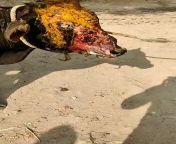 Acid thrown on a baby calf in Agra. Acid thrown over face, with skin internal parts also damaged. One eye permanent lost. All this because gaumata is sacred for Hindus. from skbxxx acid