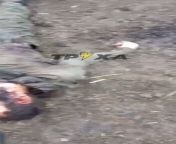 Ua pov - Dead Russian Kadyrov soldier is kicked by a Ukrainian. Another dead body shown after. Ukrainians ask them why they&#39;re being so quiet and to get up from dead body girls sex doctor videos