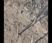 ua pov: A group of RU troops sheltering under a tree were hit by UA drones near Avdivka. Work of Flying Skull group. Another video shows 2 more casualties from a separate hit. from boys group sesy video