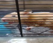 My hamster has been acting weird, im not sure how to explain it but i think you can see in the video. This is the first hamster ive ever had btw. His fur looks wet and he clicks his teeth, hes never done that. We gat him almost a year ago and im really wo from hamster local prn