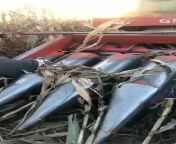 Sleeping homeless man killed after getting run over with a corn harvester while sleeping in the field from rapa while sleeping