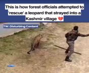 This is how forest officials attempted to &#39;rescue&#39; a leopard that strayed into a Kashmir village from kashmir rajbagh girls