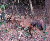 Javan Rusa Deer attempts to stand up while getting munched on by a Komodo Dragon from bokef javan