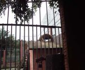 Guy tries to break into house with pet lion: part 2 from devotehuendin absolute pet bestialitysextaboo bestiality mp4
