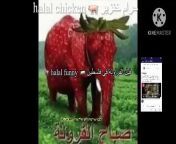 elephant ‏صباح الفراولة 🐘🐘🐘🐘💨💨💨💨😂😂😂😂😂😂smurf cat 🍓🍓🍓🍓 from الاستوره صباح انوش روتین