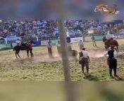 Muri otro caballo en la rural del Prado [imgenes explcitas] from prado