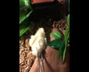 *NSFW FEEDING VIDEO* I apologize if this is disturbing because of whats being fed. Just thought Id try something new just as a treat for my snakes. Also excuse me jumping lol I wasnt expecting her to take it so fast. from snakes singh bur me