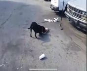“By the looks of this video the pit doesn&#39;t look to be aggressive. Looks like he&#39;s trying to play with the other dog by the way he&#39;s wagging his tail. If you ever see something like this throwing water in his face is the best thing…” (Octoberfrom xxx video utubeex pikcherww xxx 2015 com‡¶õ‡ß‡¶ü ‡¶õ‡ßá‡¶‰
