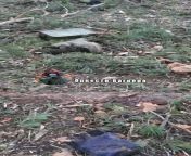 Ru pov: KIA Ukrainian soldiers in a forest near Kremennaya. Recorded by Russian Pskov Paratroopers from desi bhabi outdoor bath recorded by debar mp4 download file