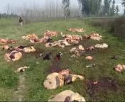 Someone killed 20 cows in tanda, punjab from ravina tanda