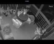 ?Startled by this unexpected LOUD shrieking sound at 2:14am, caught on patio cam. Sounded like a poor bird in distress (possible NSFW). Can anyone ID? In SF Bay Area close to a nature preserve. from sex college girls peeing in toilet caught on voyeur cam