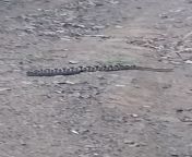What&#39;s this snake? Sorry for bad video quality and f word in audio haha [Guanacaste, Costa Rica] from video pria ngentot memek anjingian snake pay