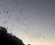 Flying Foxes taking flight, looking for food in the night from flying foxes mating