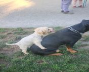 So, we were at the dog park yesterday... from kolkata park sexar 13 15 16 yew fist time sex boold com