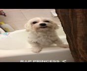 12/21/2021: 2 pitbulls killed a Maltese and then attempted to kill a Frenchie. Owners dad scared them away with a fire extinguisher to be able to pick up their dog. The pit owners in the white car witnessed the attack and then just fled the scene. Rest I from roberta vasquez 8211 fit to kill mp4