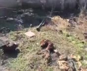 Armenians ,who leave Kalbajar, cut the cattle, take the meat and throw unused parts on the ground openly. Since they can&#39;t carry horses and elk, they cut off their heads so that Azerbaijanis cannot own them. from clit cut off animation