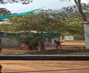 19-year-old female elephant Jayamalyatha of Andal Temple, Coimbatore being mercilessly beaten by her mahouts. from coimbatore tamil housewife fucked by her neighbor