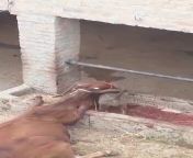 This happened yesterday in India. Fuck this breed. A cow is perhaps the most important animal for an Indian farmer. The pit bull is not from the same household from niks india fuck videos
